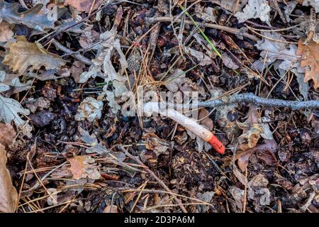 Dog stinkhorn fungus, Mutinus caninus, growing in leaf litter on woodland floor. Stock Photo