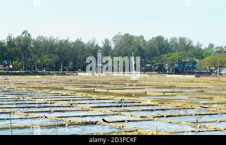 Sea salt fields local farm industry in Asia Bangladesh. Stock Photo