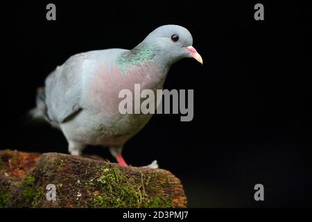 A Portrait of an adult Stock Dove (Columba Oenas) with an underexposed black background, taken in Wales 2020. Stock Photo