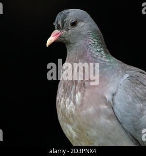 A close up image of a Stock Dove ( Columba Oenas ) showing the iridescent neck markings against a dark and underexposed background in Wales. Stock Photo