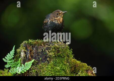 Juvenile Common Blackbird ( Turdus Merula ) in mossy woodland with ferns, taken in Wales summer 2020. Stock Photo