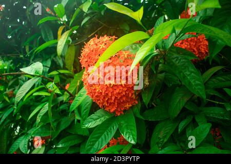 Ixora or Rangoon is a genus of flowering plants in the family Rubiaceae comes in verity colors Stock Photo