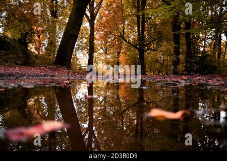 Beautiful Autumn in English Woodland. Red, gold and green leaves reflected in water in Worsley Woods, Manchester, England. Stock Photo