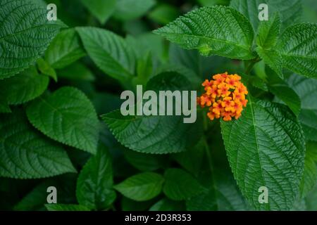West Indian Lantana Camara is a species of flowering plant within the verbena family Stock Photo