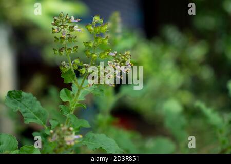 Basil leaves are commonly used in cooking, but the flower buds are also edible Stock Photo