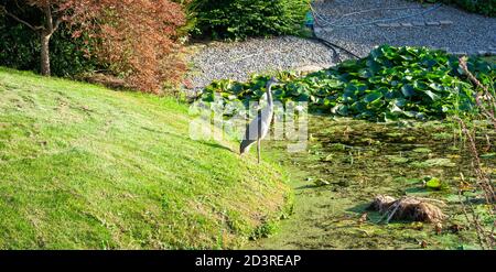 Grey heron (Ardea cinerea) waits for its prey in a park Stock Photo