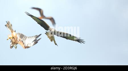 Red Kite (Milvus milvus) in flight while feeding at Gigrin farm feeding station in Mid Wales, August 2020 Stock Photo