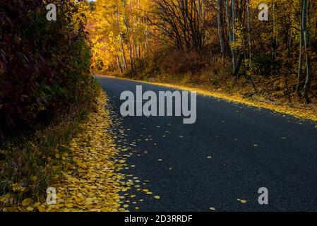 Narrow mountain road with Autumn colors.  Brightly colored trees and fallen leaves create visual interest in a mountain setting. Stock Photo