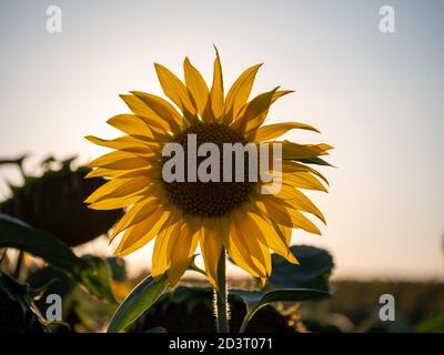 Close up view on yellow sunflower head Stock Photo