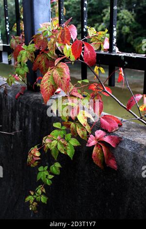 a vine with autumn colored leaves entwined on a black iron rail along a dark cement wall Stock Photo