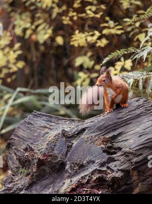 Young Red Squirrel on Balmoral Estate // © Amy Muir Stock Photo