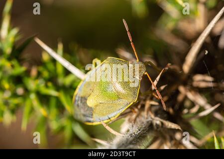 Piezodorus lituratus, Gorse Shieldbug (shield bug), an insect in the Pentomidae family, on gorse in heathland habitat, UK Stock Photo