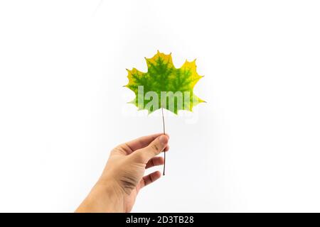 Autumn falling leaves isolated on white background Stock Photo