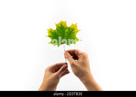 Autumn falling leaves isolated on white background Stock Photo
