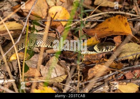 Barred grass snake (Natrix helvetica) basking on autumnal leaves in October on a woodland edge, UK, during autumn Stock Photo