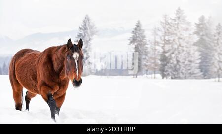 Dark brown horse wades on snow covered field, blurred trees in background, wide banner, space for text left on right side Stock Photo