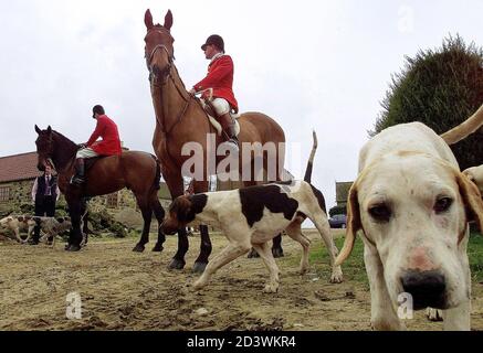 Middleton Hunt Middleton Hunt fox hounds, North Yorkshire, England Stock Photo - Alamy