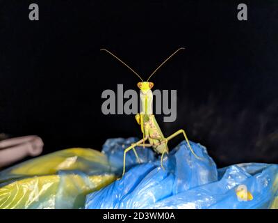 Mantis on garbage plastic bags with black background. Night time lighted green insect Stock Photo