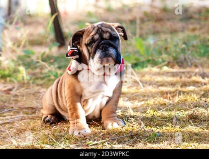 Puppy of Red English Bulldog in red harness out for a walk sitting on dry grass Stock Photo