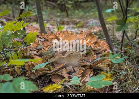 Tasty eatable mushroom on an oak-branch on the ground, called crab-of-the-woods, Jaegerspris, Denmark, October 9, 2020 Stock Photo