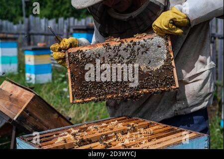 Macro shot of a bees inside honeycombs. The man hands of the beekeeper take out a hive part. Stock Photo