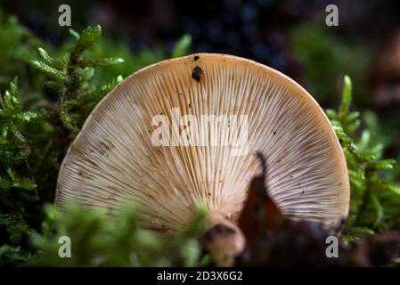 Texture of mushroom bottom among green moss. Macro photo of mushroom texture Stock Photo