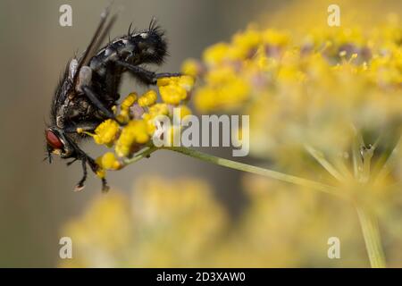 Common flesh fly (Sarcophaga carnaria) feeding in fennel (Foeniculum vulgare) Stock Photo