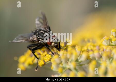 Common flesh fly (Sarcophaga carnaria) feeding in fennel (Foeniculum vulgare) Stock Photo