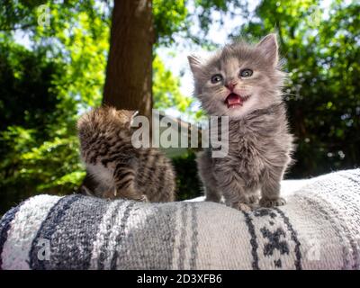 Baby kitty meows while standing on a blanket. She is grey and very fluffy with thick fur. Her eyes are changing colors. Outdoors on a sunny day. Stock Photo