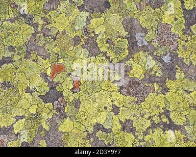 condensed patches of yellow Map Lichen Rhizocarpon geographicum create interesting patterns on hard grey rock in clean atmosphere of Cumbrian uplands Stock Photo