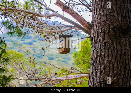 Cuckoo's nest hanging on a tree Stock Photo