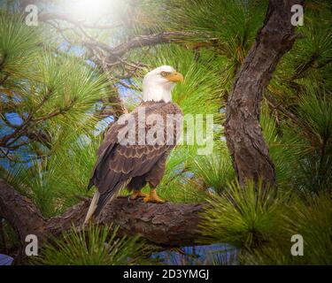 A Bald Eagle perches in a slash pine tree in the Florida Everglades before taking flight a few moments later. Stock Photo