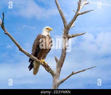 A Bald Eagle perches in the branches of a snag in the Florida Everglades. Bald Eagles are found in the United States, Canada, and Alaska. Stock Photo