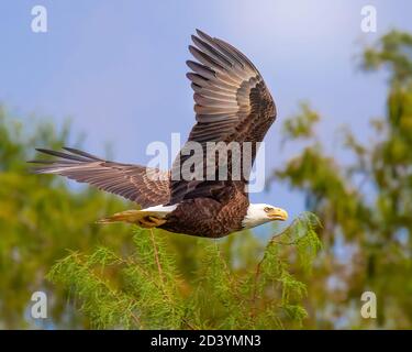 A Bald Eagle takes flight in the Florida Everglades. Bald Eagles are found throughout North America, Alaska, and northern Mexico. Stock Photo