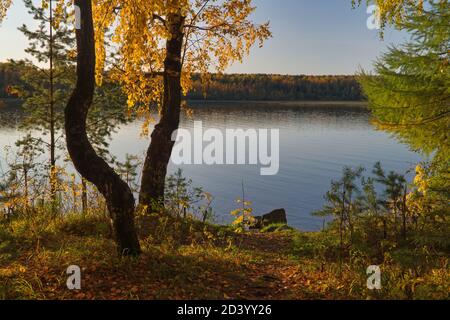 Autumn landscape by the lake, trees with yellow foliage illuminated by the rays of the setting sun. Stock Photo