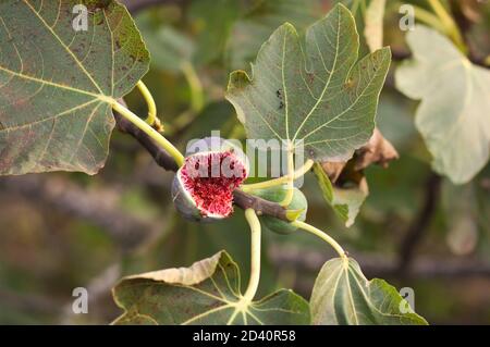 Closeup of a fig that has been opened while still on the fig tree Stock Photo
