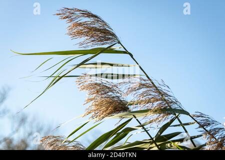 Perrenial common reed grass (Phragmites) and seed heads blowing in the wind - with blue skies in the distance Stock Photo