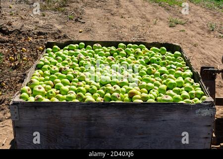 Freshly picked green apples in large wooden industrial crate during harvest time in an orchard waiting for loading onto the truck. Stock Photo
