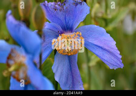 The rare Himalayan blue poppy (Meconopsis betonicifolia) in bloom at the Akureyri Botanical Garden in Northern Iceland. A blurred green background.