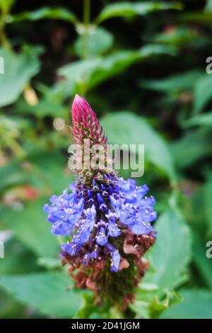 Blue Witches Hat (Pycnostachys urticifolia) close up in growing in Southern California USA Stock Photo