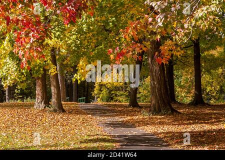 Footpath surrounded by maple trees in fall colors. The ground is filled with fallen leaves. Stock Photo