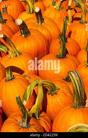 Close up detail of a section of fresh Halloween pumpkins for sale at roadside display in Castle Rock Colorado USA. Photo taken October 2020. Stock Photo