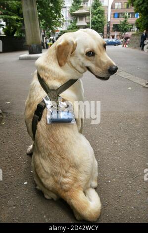 largest labrador retriever