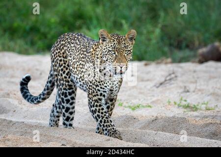Leopard walking in sandy riverbed with green bush in the background in Kruger Park in South Africa Stock Photo