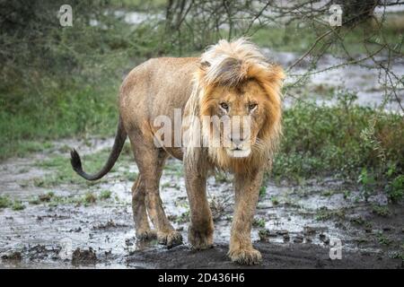 Male lion walkin in the muddy bush in the rain in Ndutu in Tanzania Stock Photo