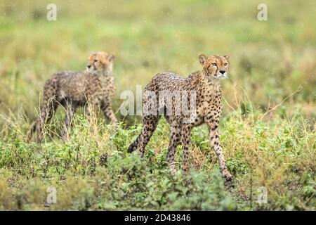 Two adult cheetah walking in green bush during rain looking alert in Ndutu Tanzania Stock Photo