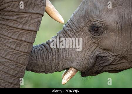 Elephant's face with green background in Kruger Park in South Africa