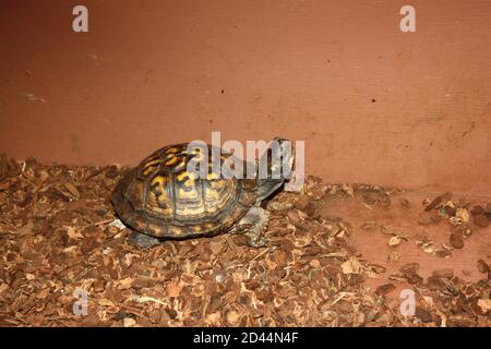 Closeup of a small, isolated, domestic turtle Stock Photo