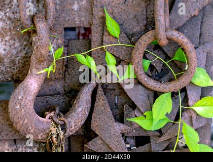 A bright green vine climbs over rusting iron wall with hook and ring, creating an interesting abstract