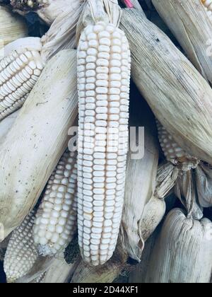 Ripe corn cob with leaves. Ear of corn. The seeds fruit of the corn.Harvesting corn dried in the rural garden.village traditional farming method. Stock Photo